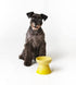Le Creuset(ル・クルーゼ)HIGH STAND PET BOWL/ハイスタンド・ペットボール